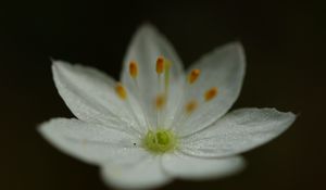 Превью обои седмичник, цветок, лепестки, блеск, макро