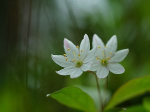 Превью обои седмичник, цветок, лепестки, макро, блюр