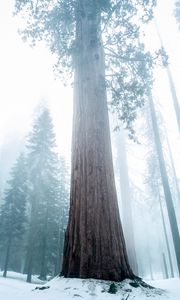 Превью обои секвойя, дерево, лес, туман, зима