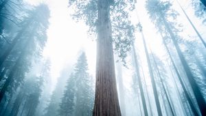 Превью обои секвойя, дерево, лес, туман, зима