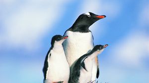 Превью обои семья пингвинов, птицы, пингвины, камни