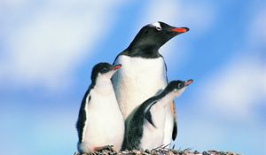 Превью обои семья пингвинов, птицы, пингвины, камни