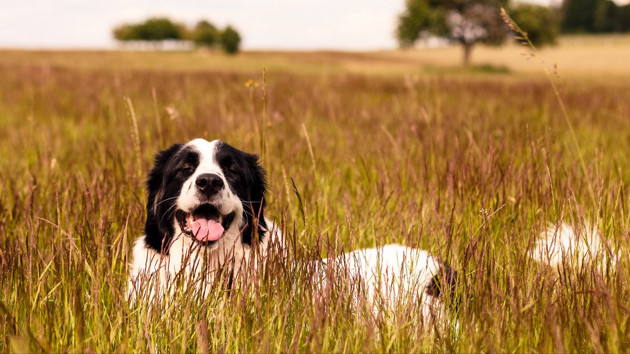 Обои сенбернар, собака, высунутый язык, питомец, трава