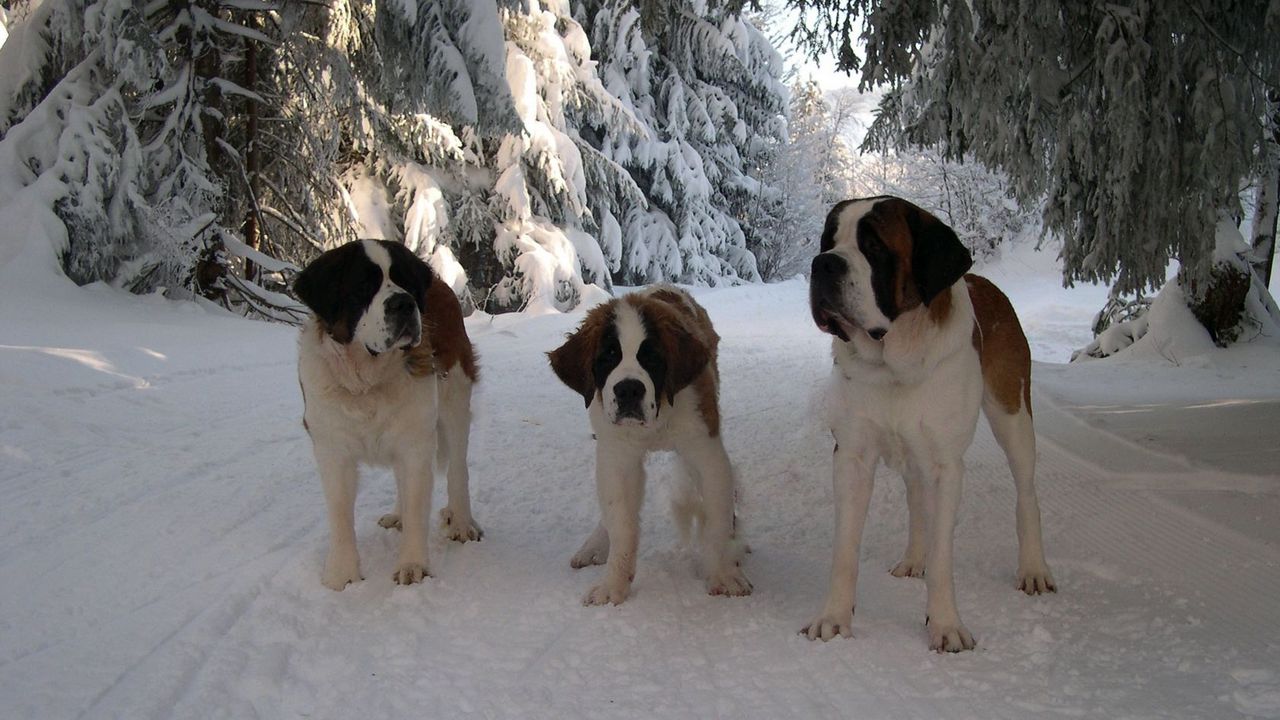 Обои сенбернары, семья, щенок, снег, дорога, прогулка