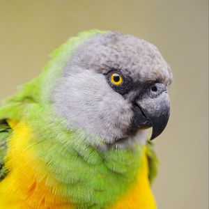 Превью обои сенегальский попугай, попугай, птица, разноцветный
