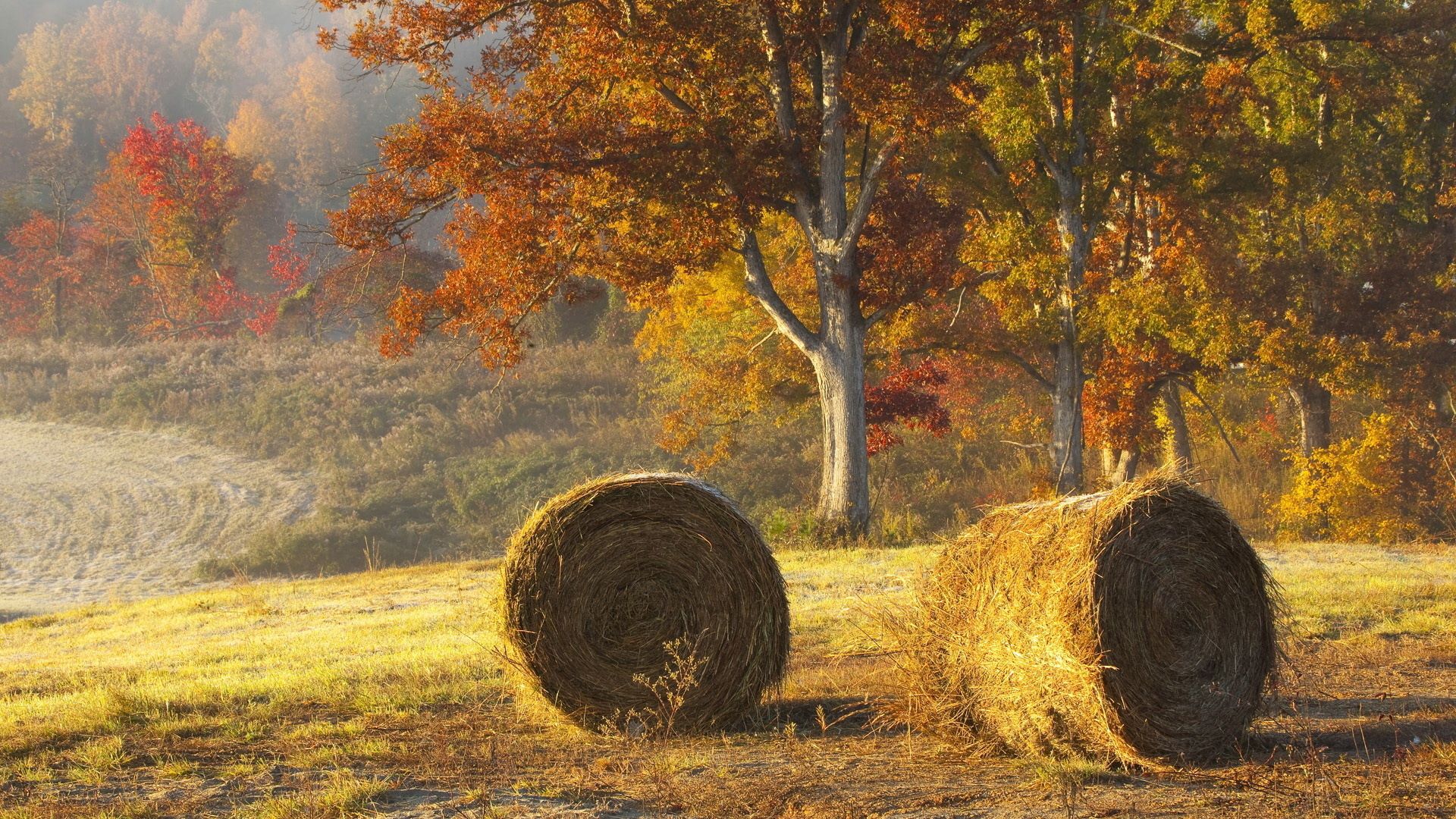 Скачать 1920x1080 сено, тюки, сельское хозяйство, осень, поле обои, картинки