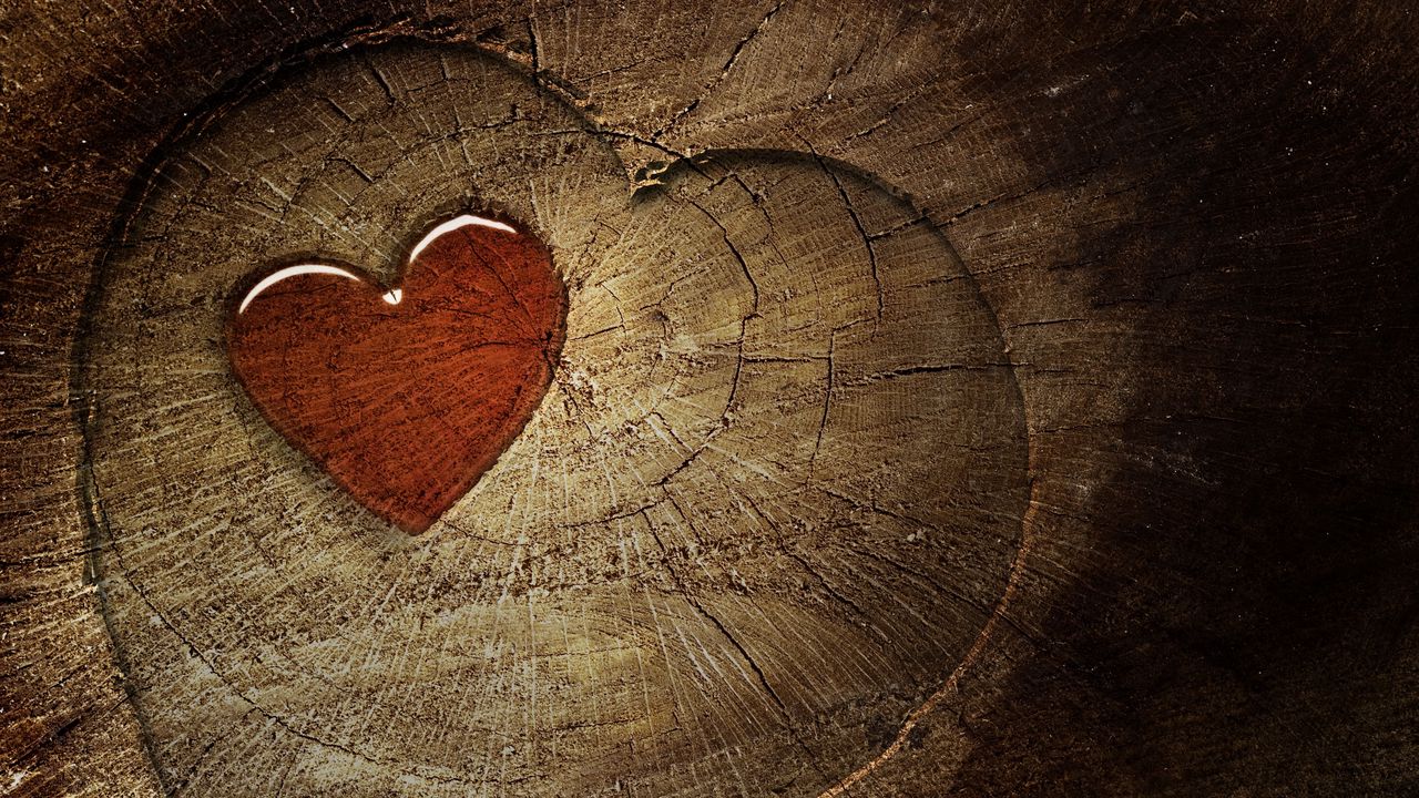 Обои сердце, любовь, пенёк, дерево