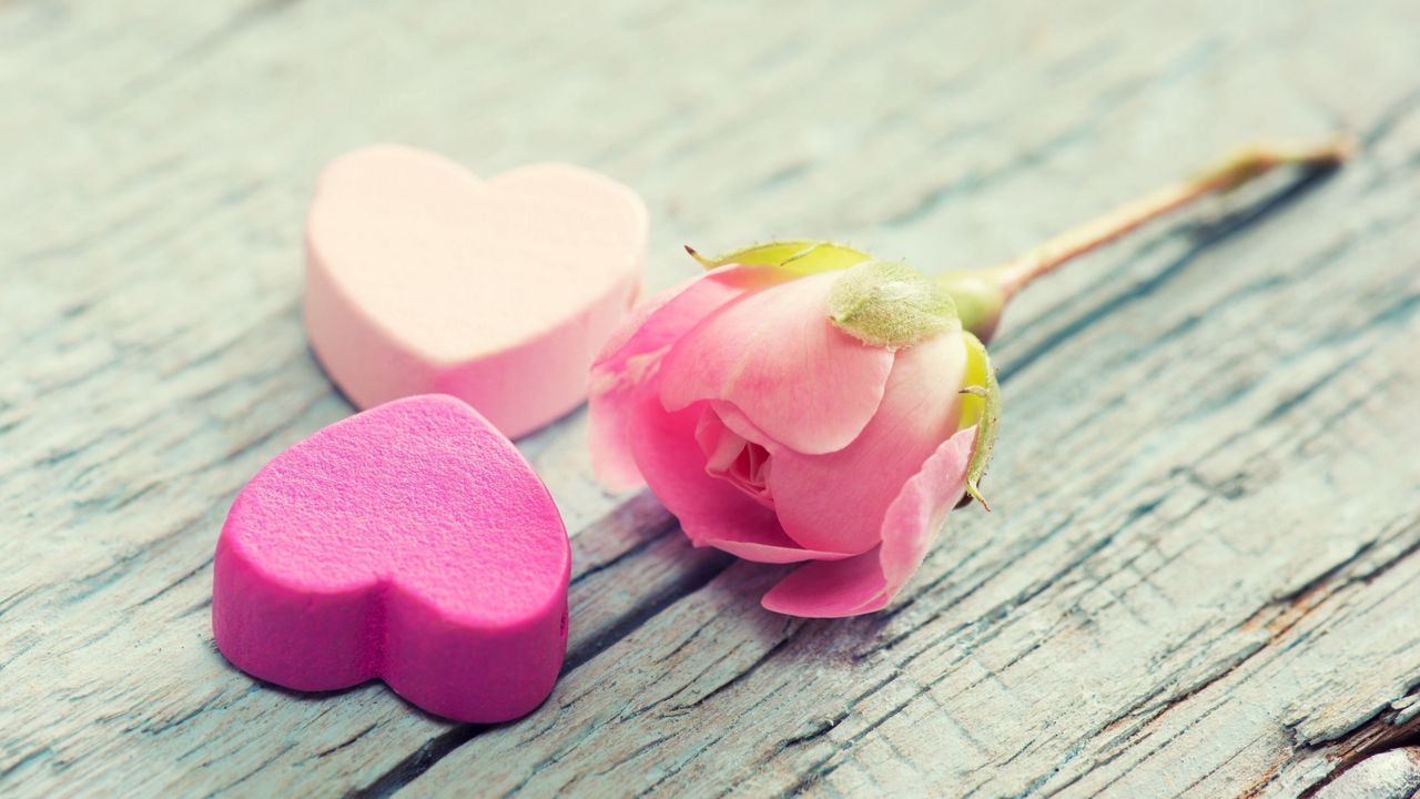 Обои сердце, цветок, нежность, розовый