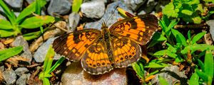 Превью обои серебристая шашечница, бабочка, насекомое, камни, макро, оранжевый, зеленый