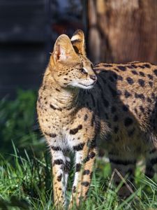 Превью обои сервал, большая кошка, хищник, дикая природа, размытие