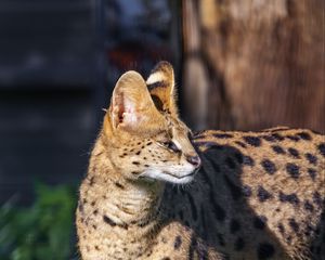 Превью обои сервал, большая кошка, хищник, дикая природа, размытие