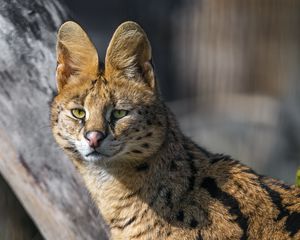 Превью обои сервал, дикая кошка, хищник, животное