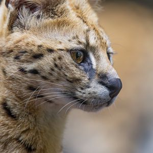 Превью обои сервал, хищник, животное, шерсть