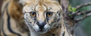 Превью обои сервал, кошка, хищник, животное, взгляд, шерсть