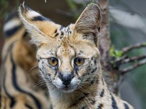 Превью обои сервал, кошка, хищник, животное, взгляд, шерсть
