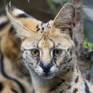 Превью обои сервал, кошка, хищник, животное, взгляд, шерсть