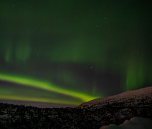 Превью обои северное сияние, деревья, лес, снег, ночь