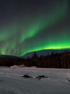 Превью обои северное сияние, лес, снег, зима, пейзаж