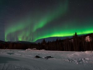 Превью обои северное сияние, лес, снег, зима, пейзаж