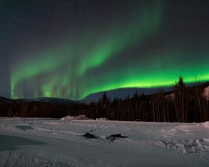 Превью обои северное сияние, лес, снег, зима, пейзаж