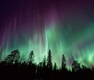 Превью обои северное сияние, небо, ночь, звезды, деревья