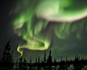 Превью обои северное сияние, сияние, ель, деревья, ночь