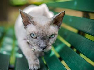 Превью обои сфинкс, кот, серый, питомец, взгляд