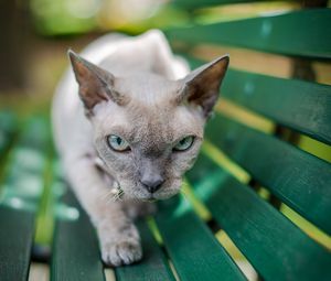 Превью обои сфинкс, кот, серый, питомец, взгляд