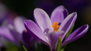 Превью обои шафран, лепестки, цветок, фиолетовый