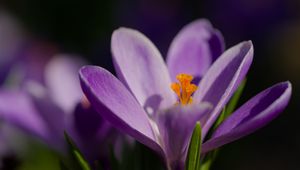 Превью обои шафран, лепестки, цветок, фиолетовый