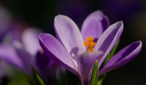 Превью обои шафран, лепестки, цветок, фиолетовый