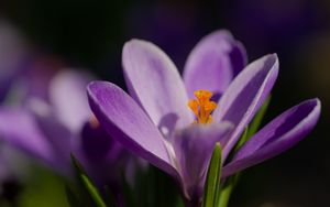 Превью обои шафран, лепестки, цветок, фиолетовый