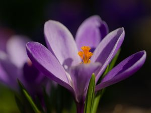 Превью обои шафран, лепестки, цветок, фиолетовый