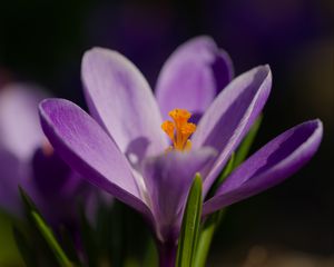 Превью обои шафран, лепестки, цветок, фиолетовый