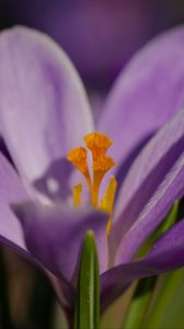 Превью обои шафран, цветок, фиолетовый, макро, природа