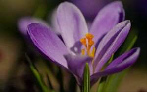 Превью обои шафран, цветок, фиолетовый, макро, природа