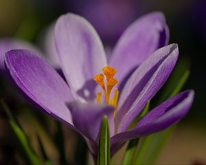 Превью обои шафран, цветок, фиолетовый, макро, природа