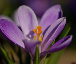 Превью обои шафран, цветок, фиолетовый, макро, природа