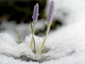 Превью обои шафран, цветы, бутоны, снег, макро