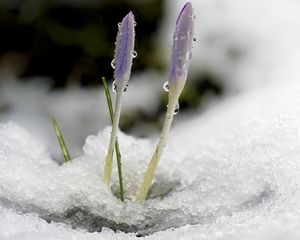 Превью обои шафран, цветы, бутоны, снег, макро