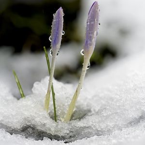 Превью обои шафран, цветы, бутоны, снег, макро