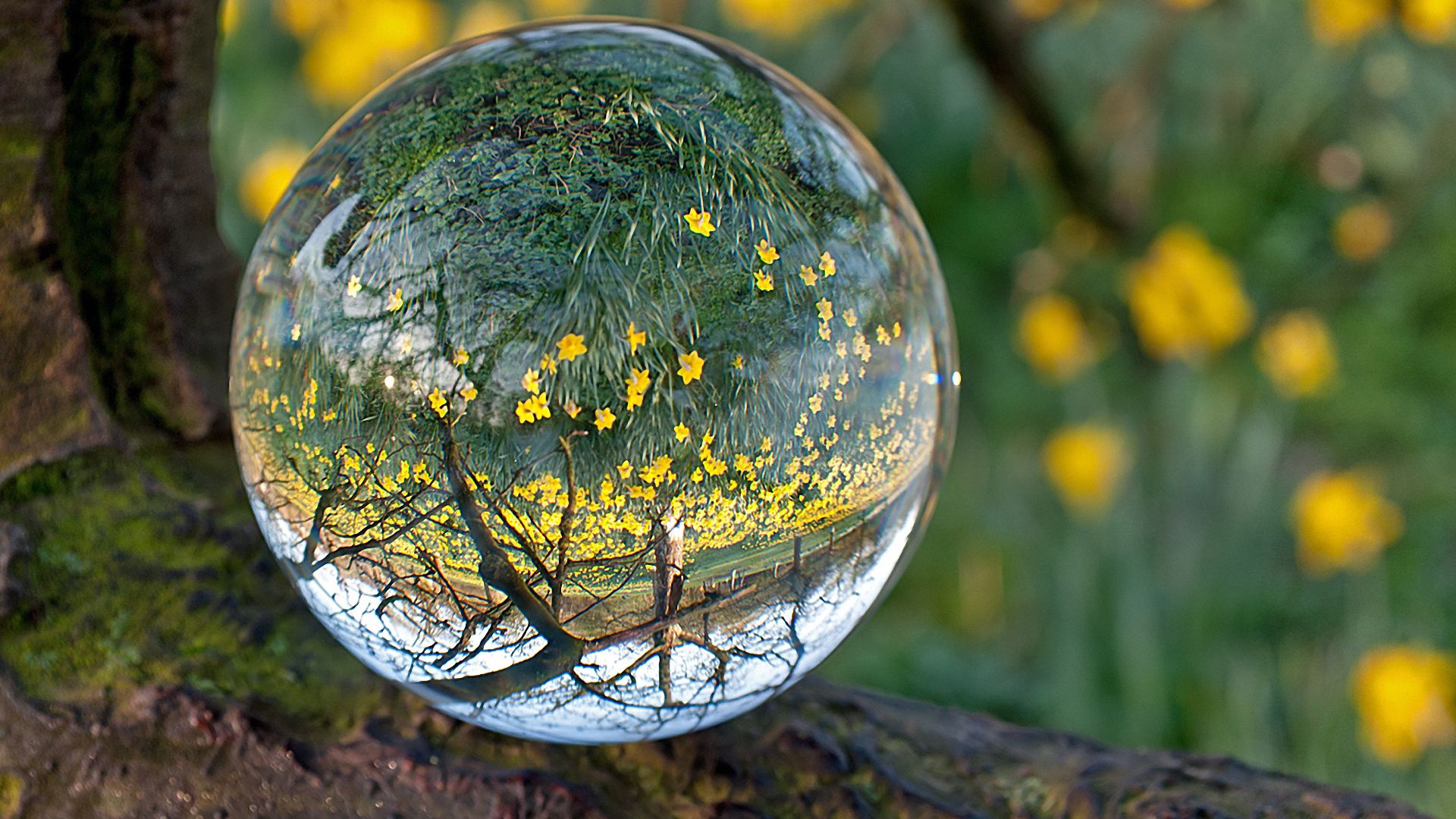 Прозрачный шар в лесу. Стеклянные шары в лесу. Лесной шар. Природа в зеркале наук.