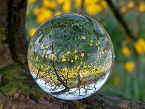Превью обои шар, стекло, прозрачный, отражение, трава