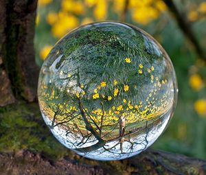Превью обои шар, стекло, прозрачный, отражение, трава