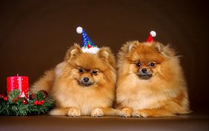 Превью обои щенки, пара, новый год, наряд, рождество