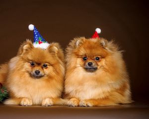 Превью обои щенки, пара, новый год, наряд, рождество