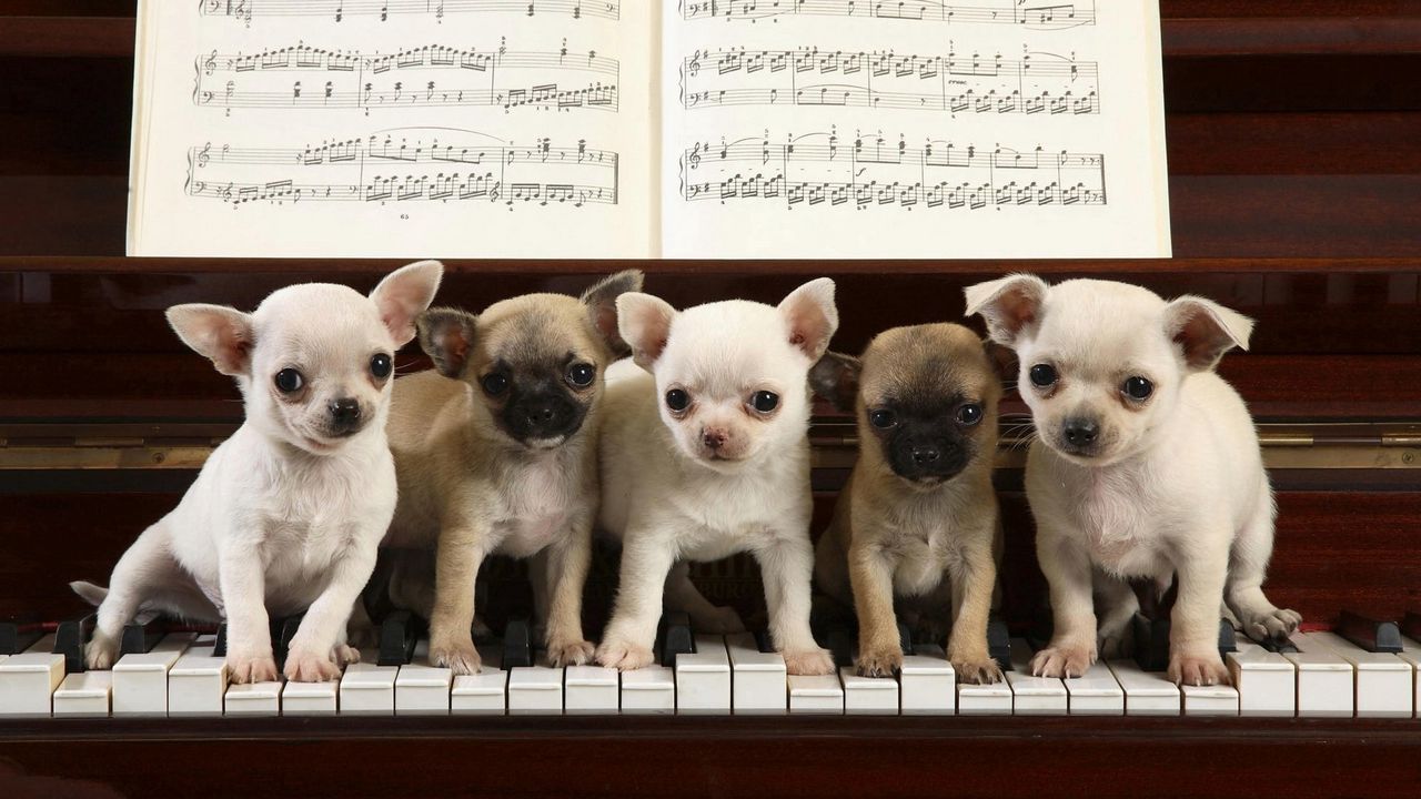 Обои щенки, пианино, ноты, сидеть, много