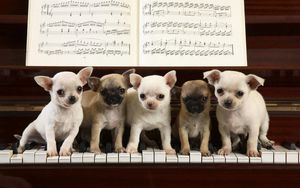 Превью обои щенки, пианино, ноты, сидеть, много