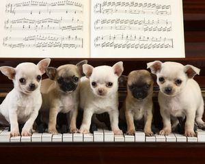 Превью обои щенки, пианино, ноты, сидеть, много