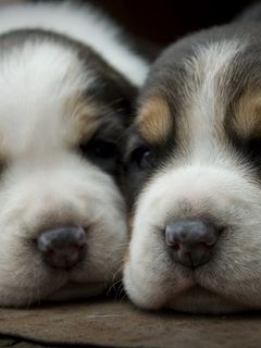 Обои на телефон собаки милые - фото и картинки вторсырье-м.рф